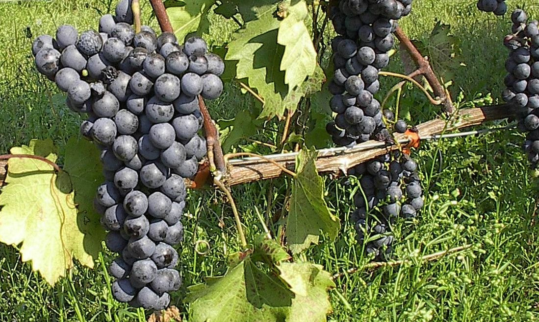 Η ποικιλία Αγιωργίτικο