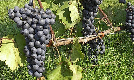 Η ποικιλία Αγιωργίτικο