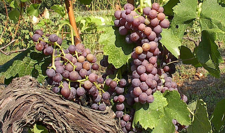 Ποικιλία Μοσχοφίλερο