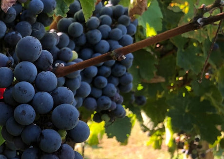 Ποικιλία Λημνιό