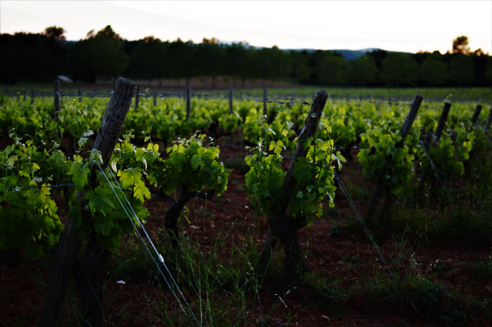 ΠΟΠ Malvasia Πάρος