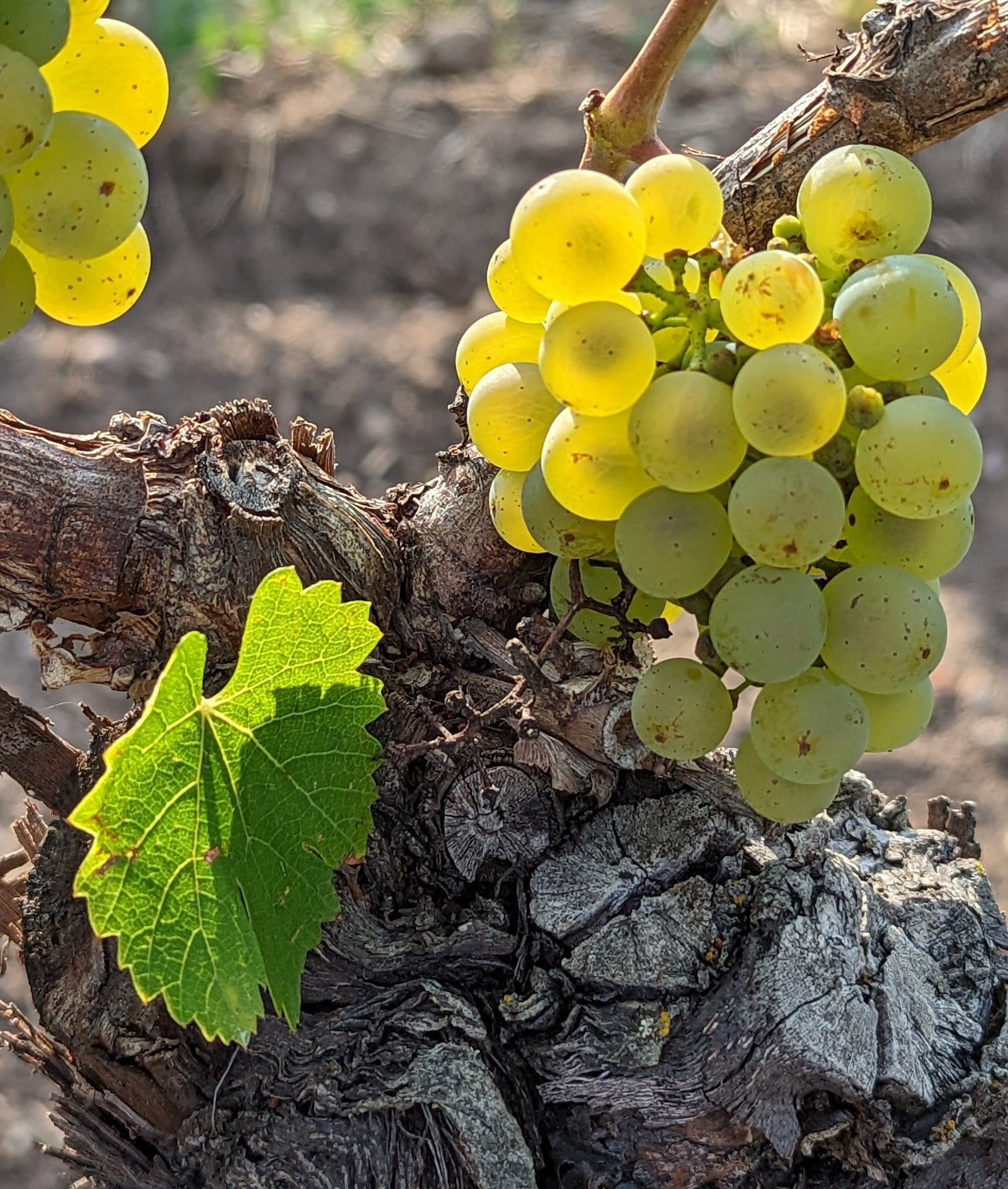 Ποικιλία Αθήρι