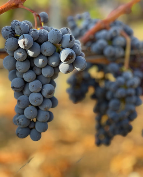 Ποικιλία Λημνιώνα