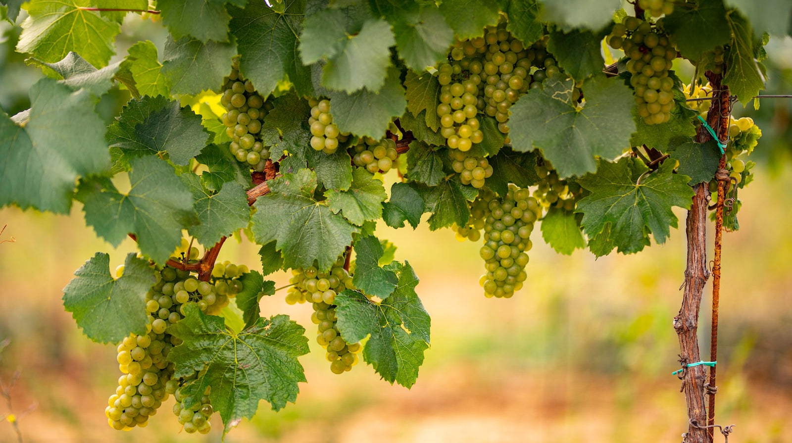 Ποικιλία Μοσχάτο Αλεξανδρείας