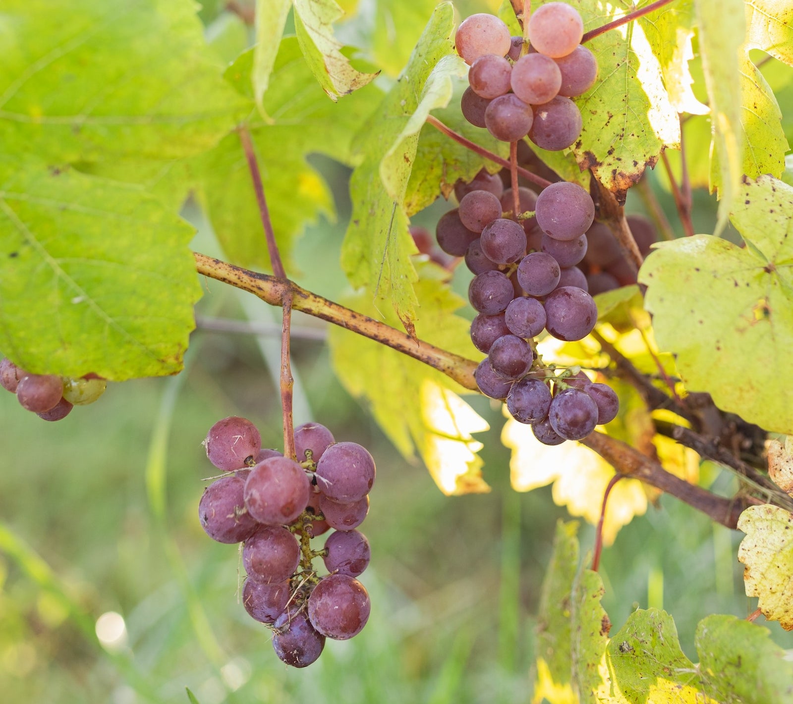 Ποικιλία Ροδίτης