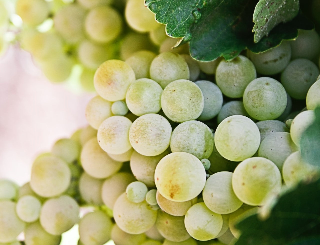 Ποικιλία Δαφνί