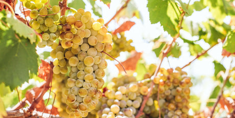 Ποικιλία Κυδωνίτσα