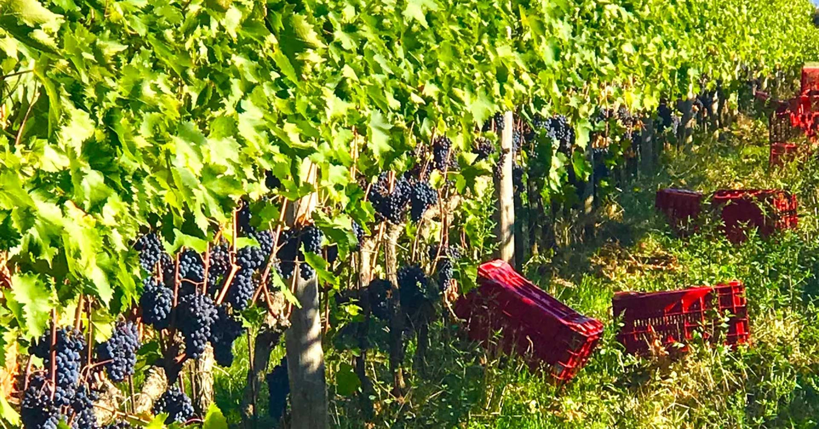 ΠΟΠ Μεσενικόλα