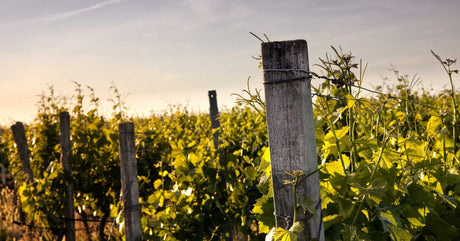 ΠΟΠ Χάνδακας