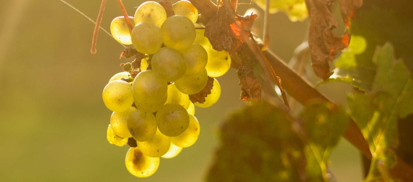 Ποικιλία Malvasia Aromatica