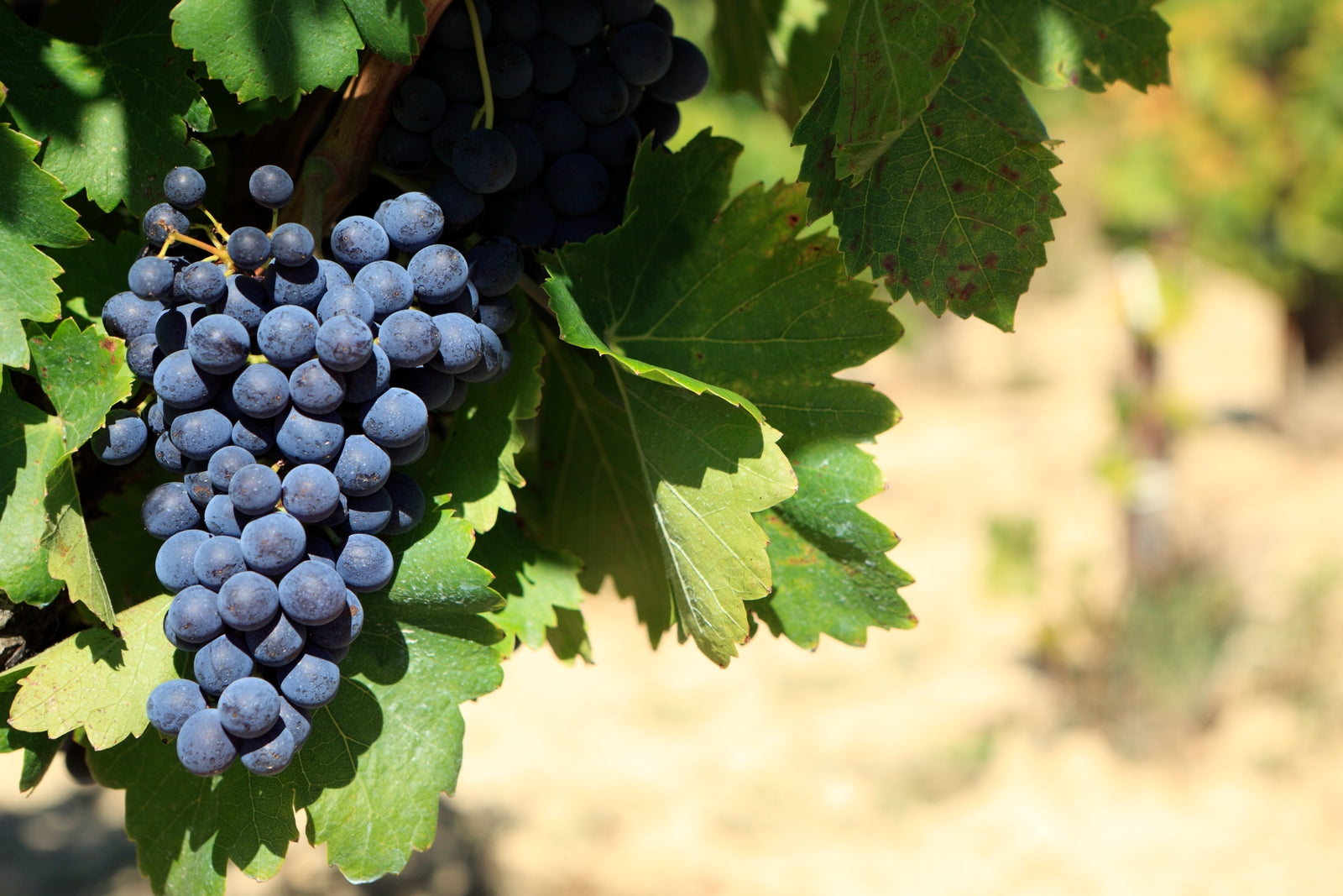 Ποικιλία Tannat