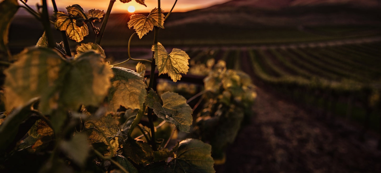 ΠΟΠ Malvasia – Σητείας