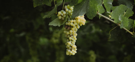 Ποικιλία Μαλαγουζιά