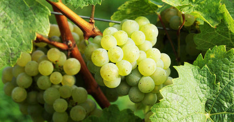 Ποικιλία Θραψαθήρι