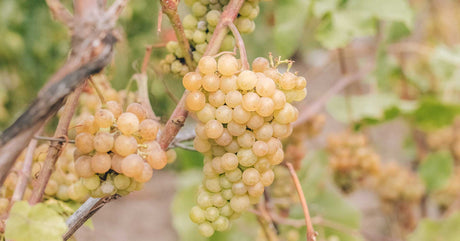 Ποικιλία Σαββατιανό