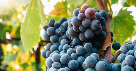 Ποικιλία Syrah