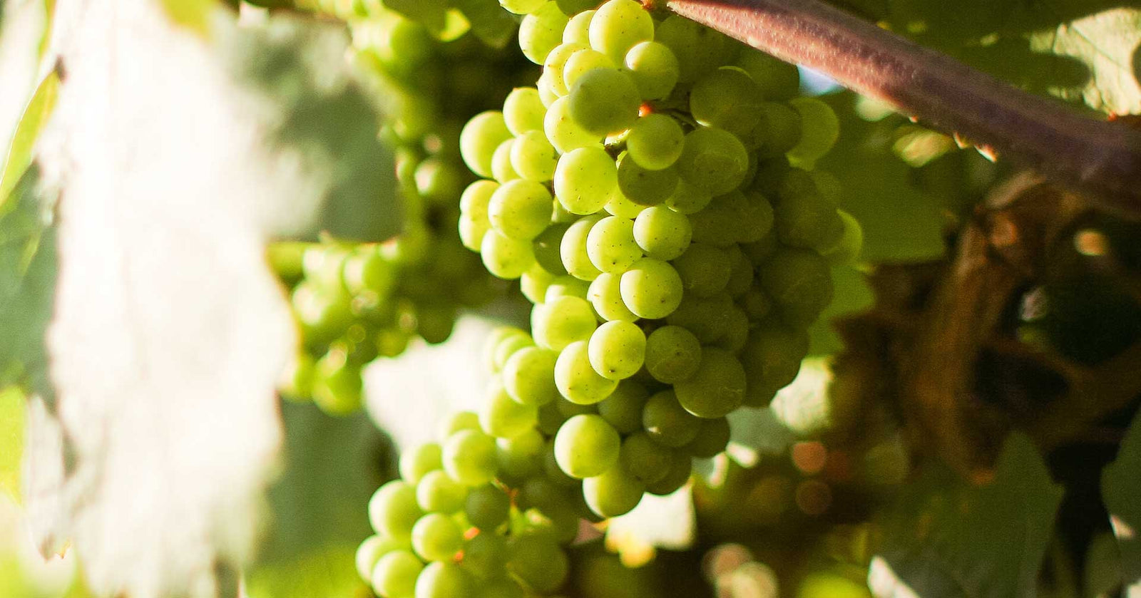 Ποικιλία Ρομπόλα