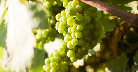 Ποικιλία Ρομπόλα