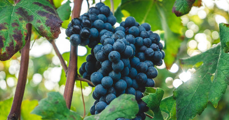 Ποικιλία Μαυροδάφνη