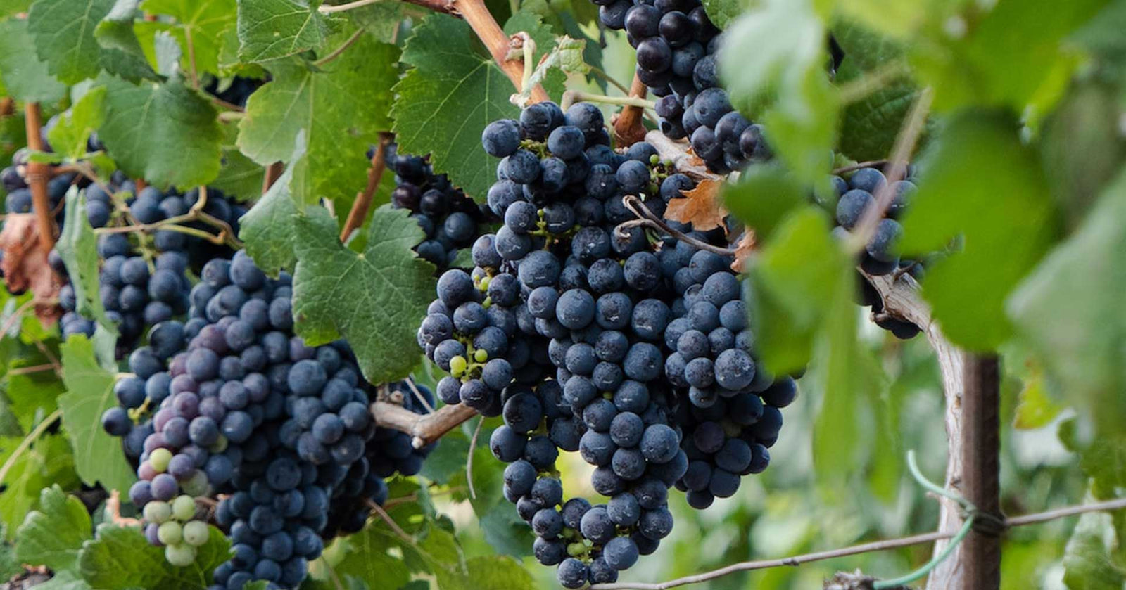 Ποικιλία Μανδηλαριά