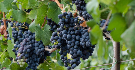 Ποικιλία Μανδηλαριά