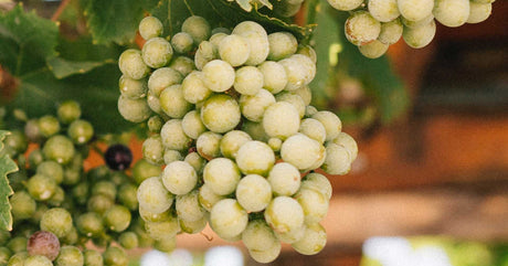 Ποικιλία Αηδάνι