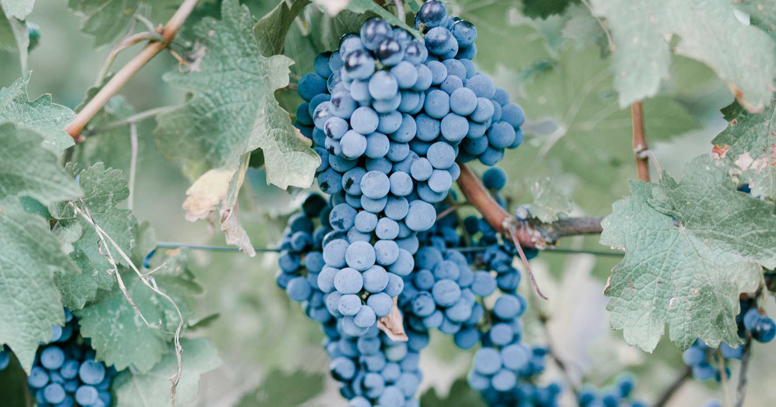 Ποικιλία Βερτζαμί