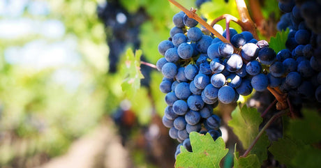 Ποικιλία Λιάτικο