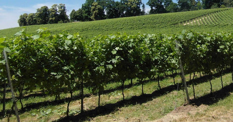 ΠΟΠ Ρομπολα Κεφαλληνιας